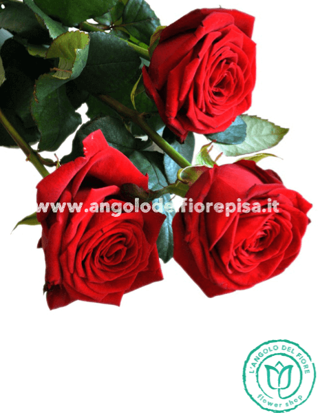 3 Rose Rosse Amore & Prestigio