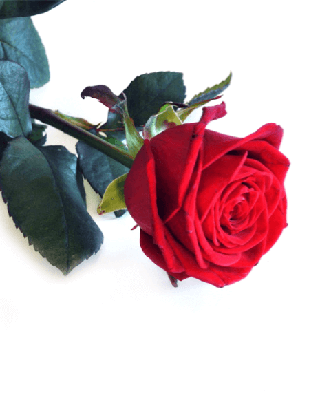 Rose Rosse Amore & Prestigio - Scegli tu il numero da regalare!
